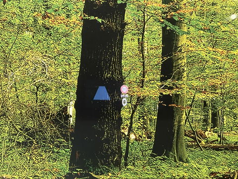 Volkswagen Golf 1.5 eTSI Life Business | Panoramadak | Apple Carplay | Head-Up-Display | Sfeerverlichting | Stop&GO | DAB+ |