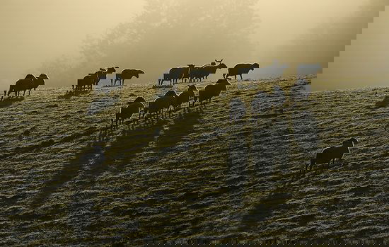 Volkswagen Transporter - 2.0 TDI L2H3 4Motion Highline sdfsfsf